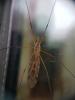 Tipula obsoleta